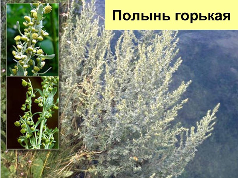 Цитварная Полынь семя что это такое