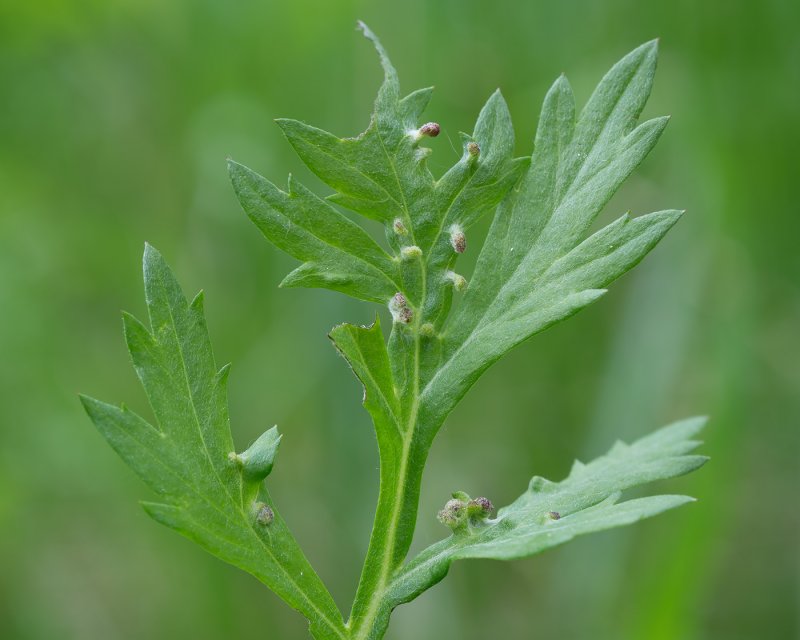 Полынь горькая (Artemisia absinthium)