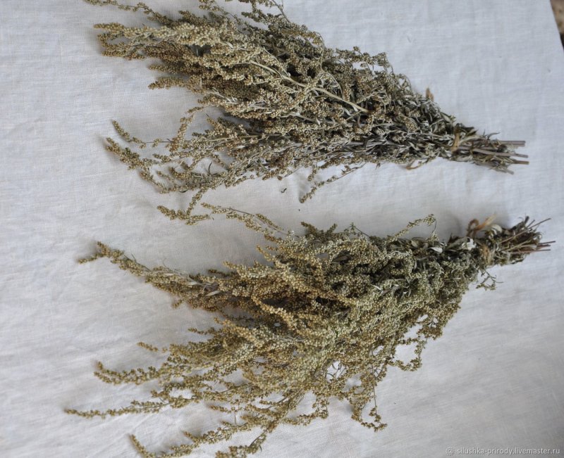 Полынь Artemisia maritima
