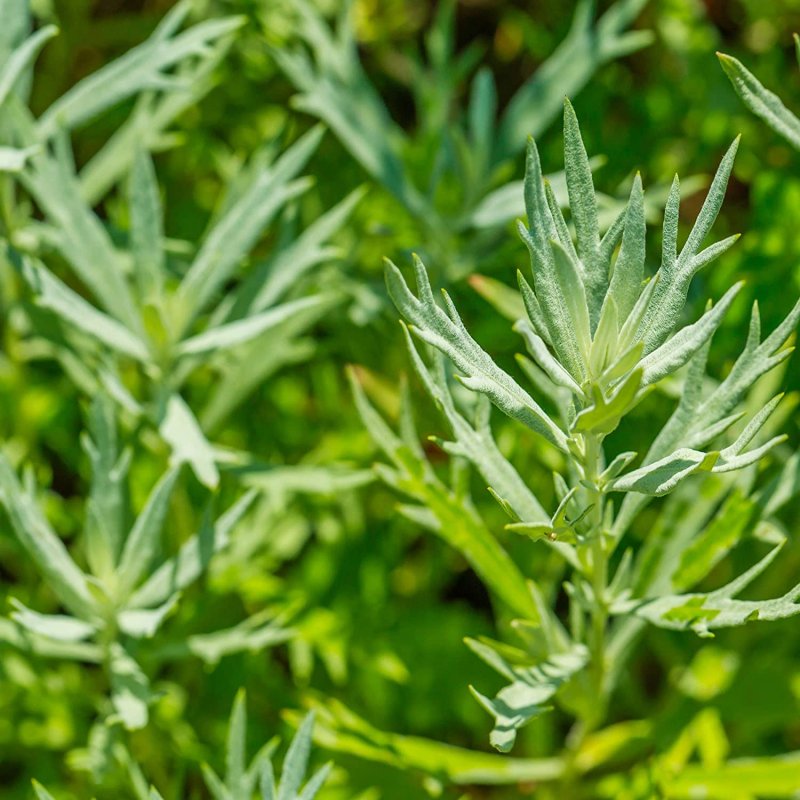 Полынь обыкновенная Artemisia vulgaris l.