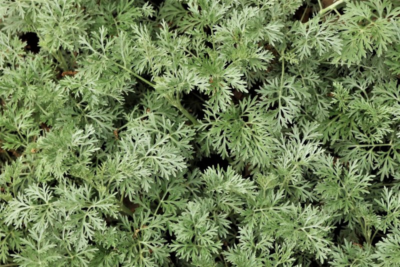 Полынь Таврическая (Artemisia Taurica)