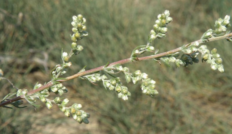 Artemisia californica Полынь