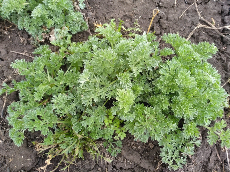 Artemisia californica Полынь