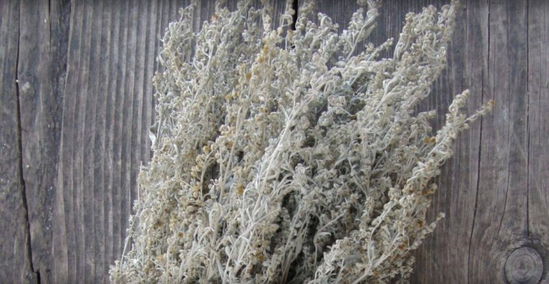 Artemisia nitrosa
