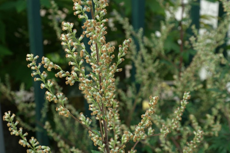 Полынь Крымская (Artemisia Taurica)