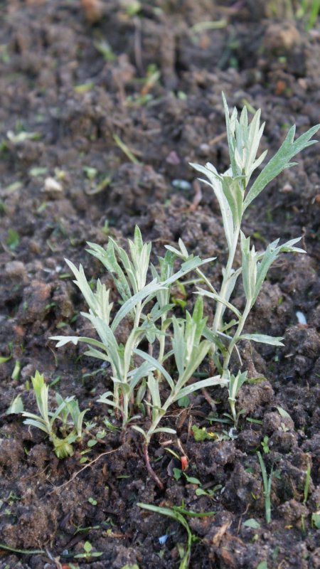 Полынь Полевая Artemisia Campestris