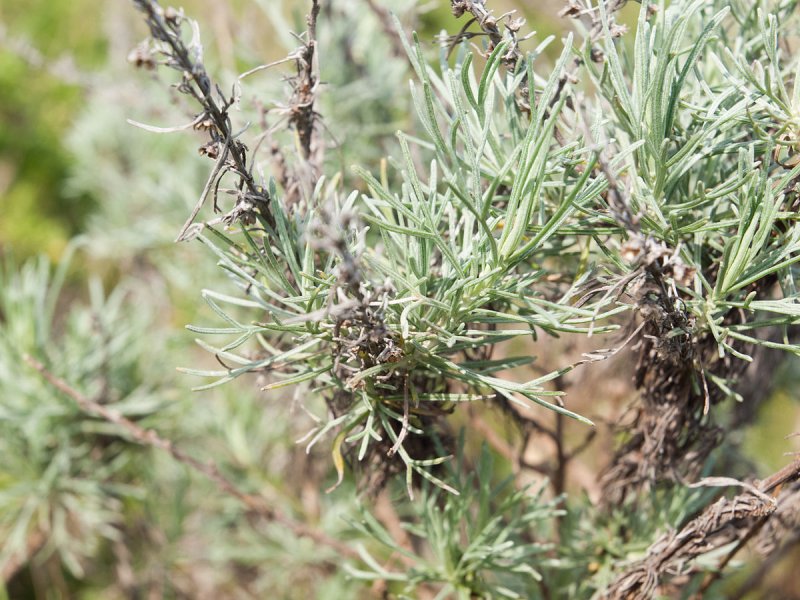 Полынь сантонская Artemisia santonica Калмыкия