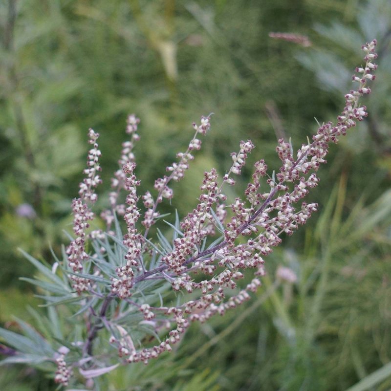 Полынь шелковистая Artemisia sericea