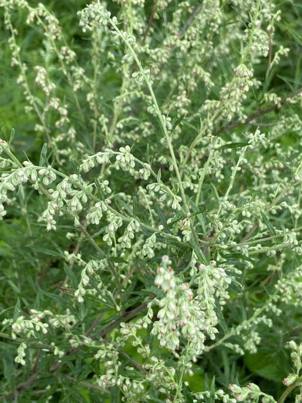 Полынь купить