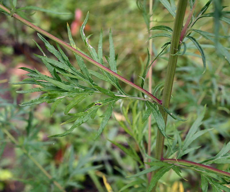 Artemisia californica