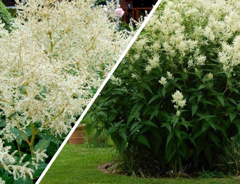 Горец Персикария изменчивый
