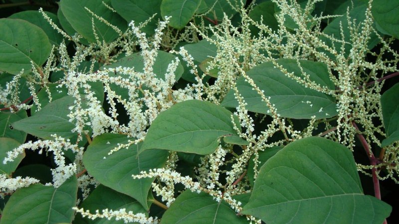 Fallopia japonica