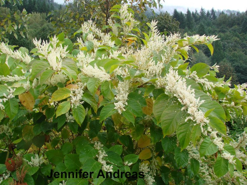 Fallopia japonica растение