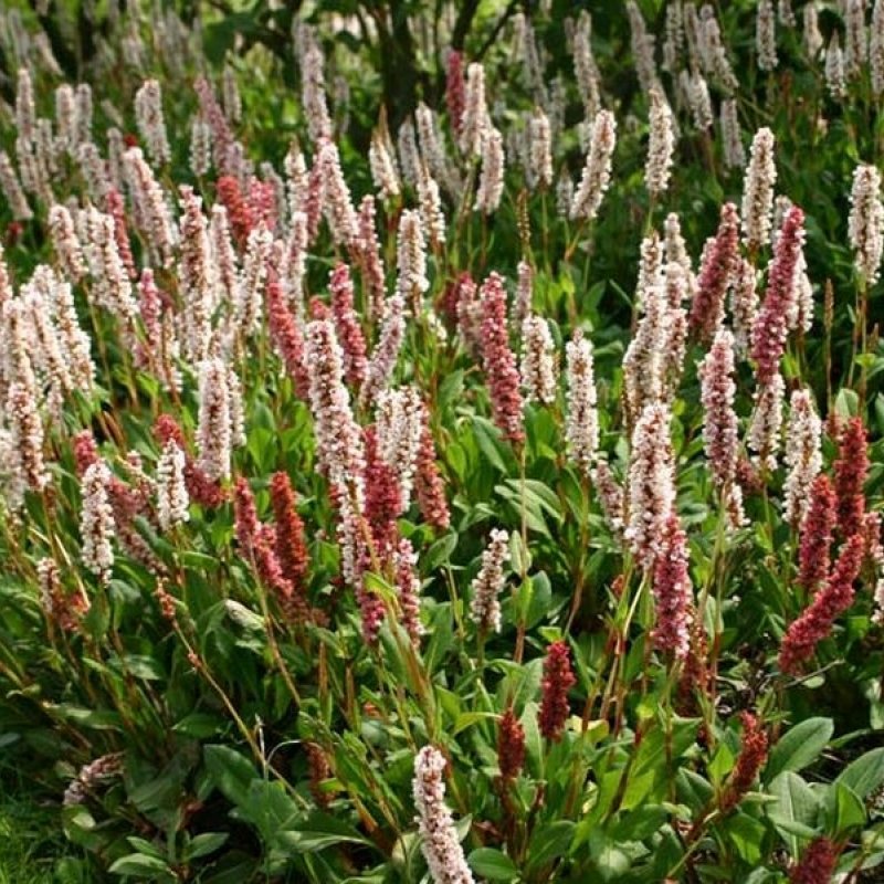 Горец родственный (Polygonum affine `Daijeerling Red`)