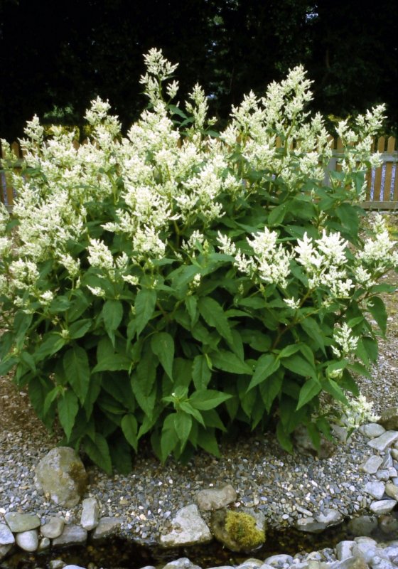 Горец изменчивый (Polygonum polymorpha)