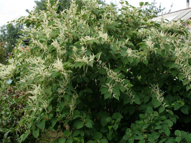 Кустарник Горец Сахалинский