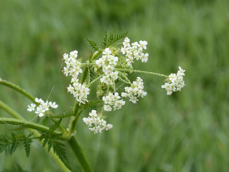 Купырь морковник