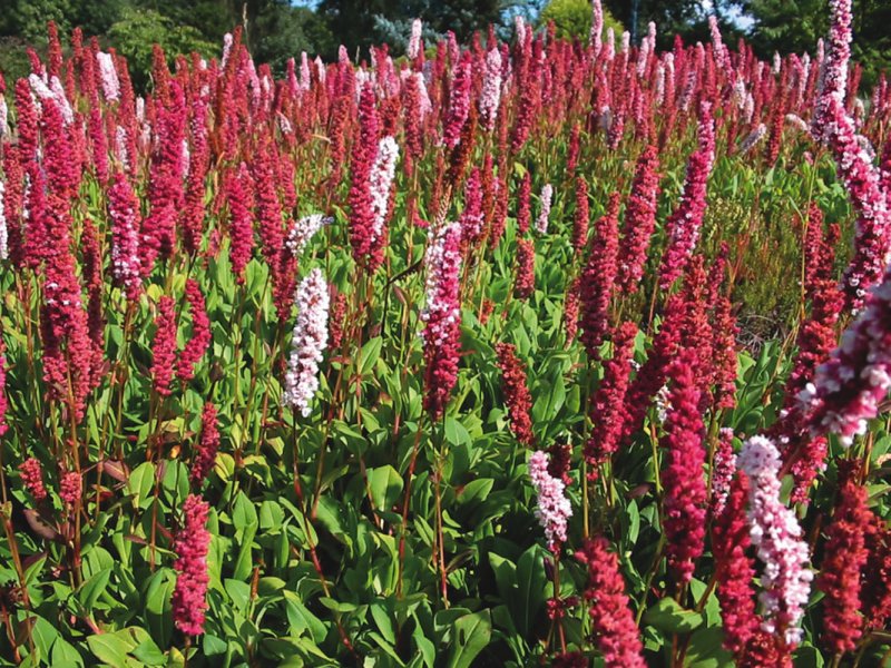 Горец родственный (Polygonum affine `Daijeerling Red`)