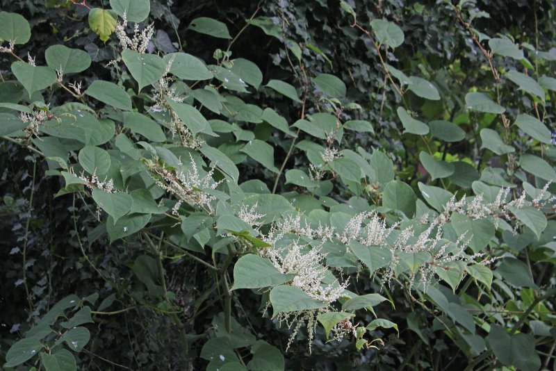 Fallopia japonica