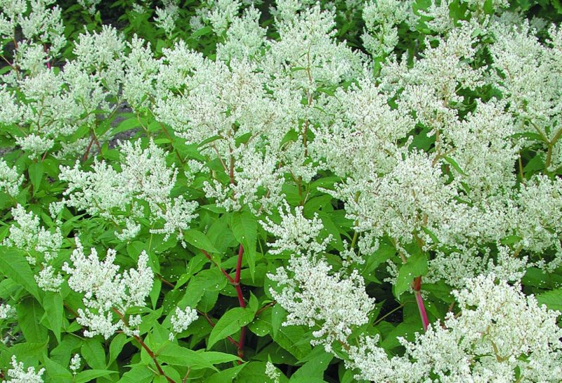 Горец Персикария изменчивый