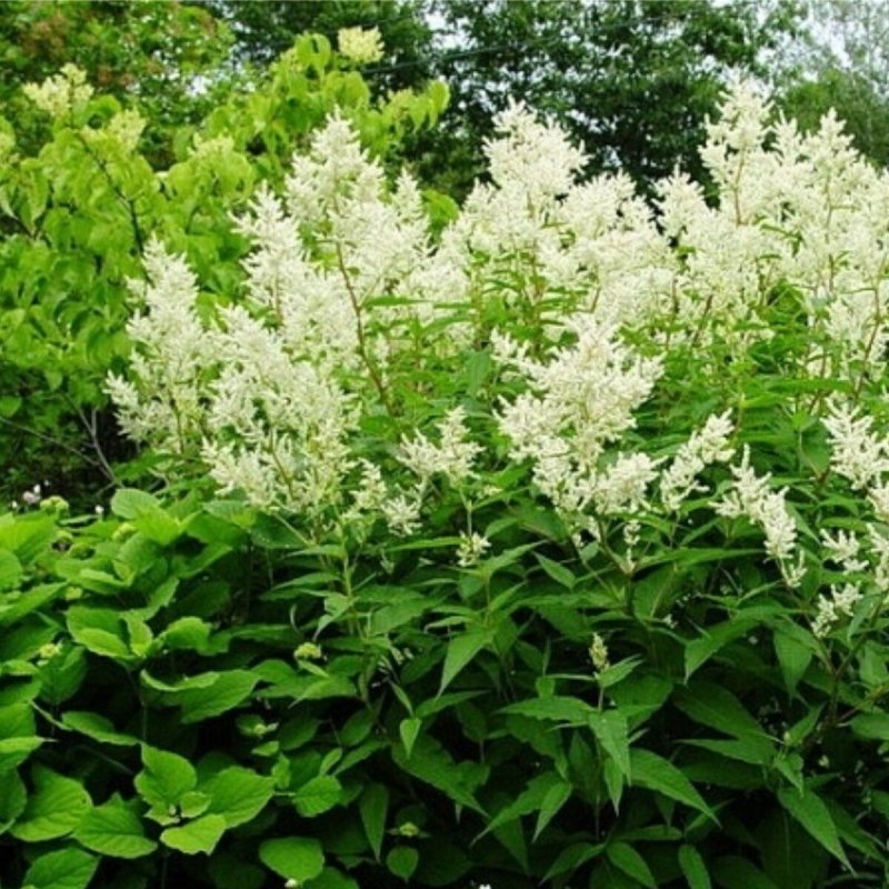 Горец кустарник