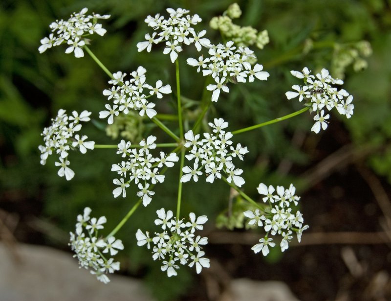 Купырь Альпийский морковник