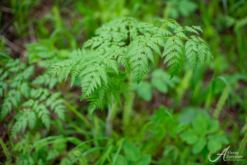 Купырь Лесной Anthriscus Sylvestris