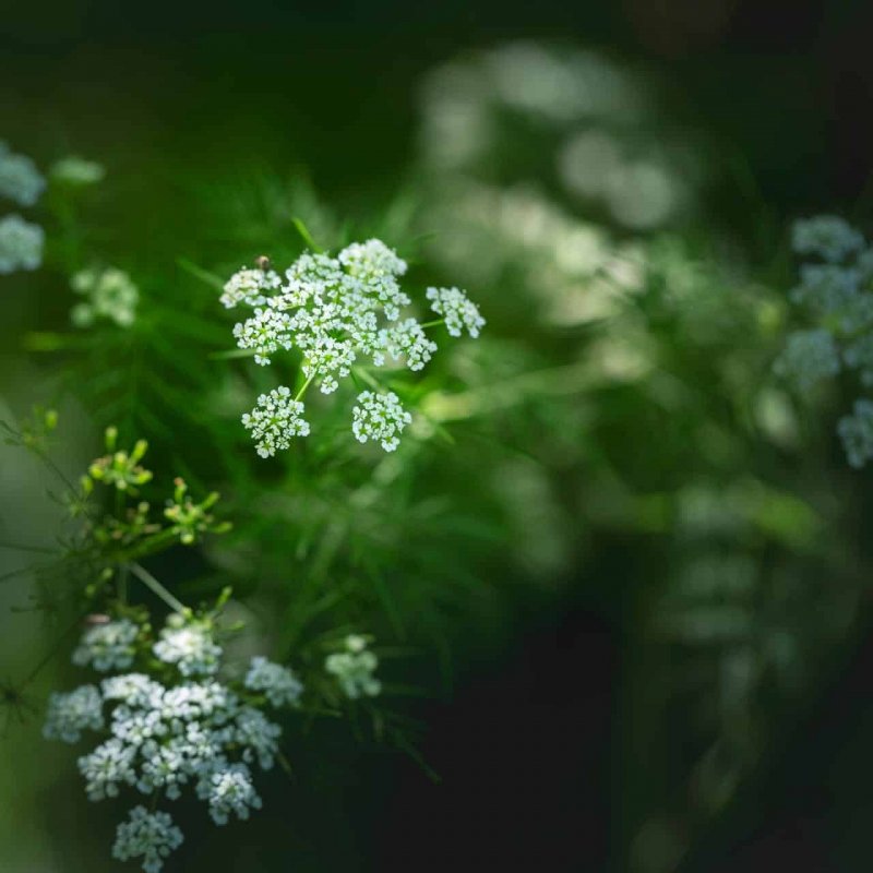 Купырь Лесной Anthriscus Sylvestris