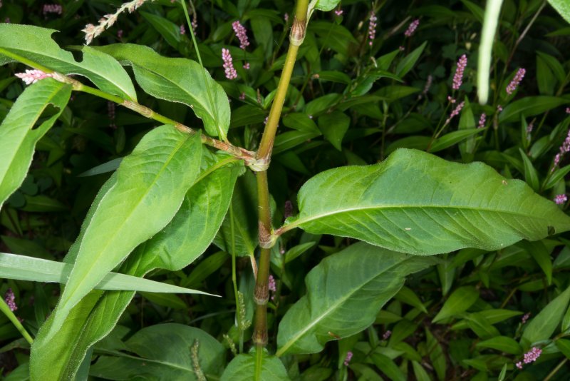 Горец шероховатый (Polygonum scabrum),