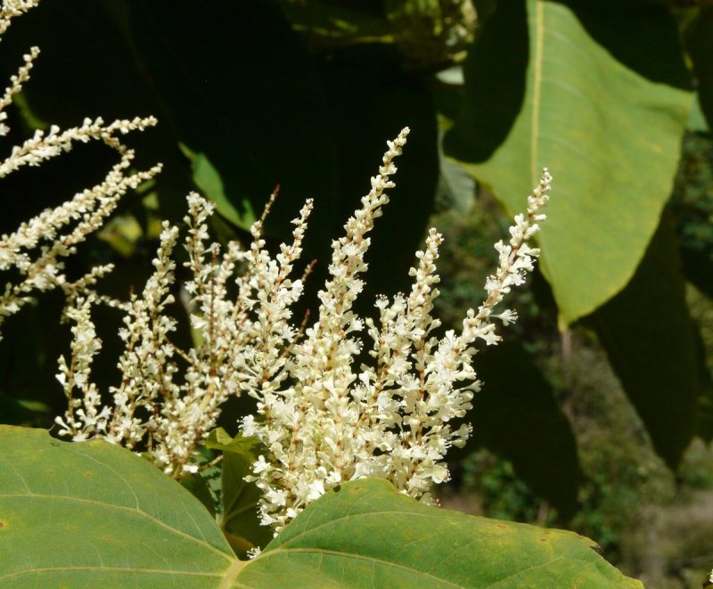 Горец Сахалинский Reynoutria sachalinensis