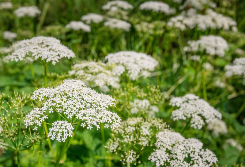 Кервель ажурный ( Anthriscus cerefolium)