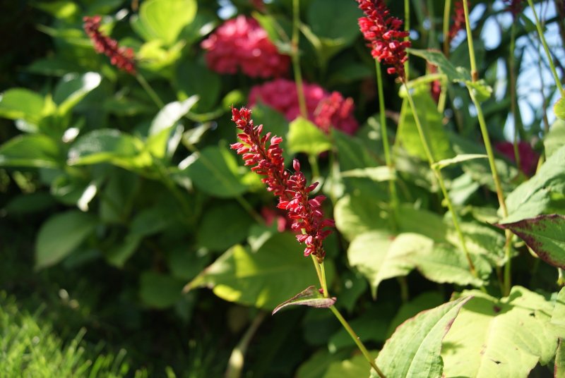 Персикария (Persicaria)