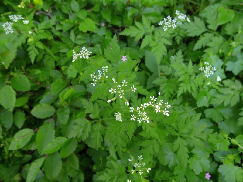 Купырь Лесной Anthriscus Sylvestris