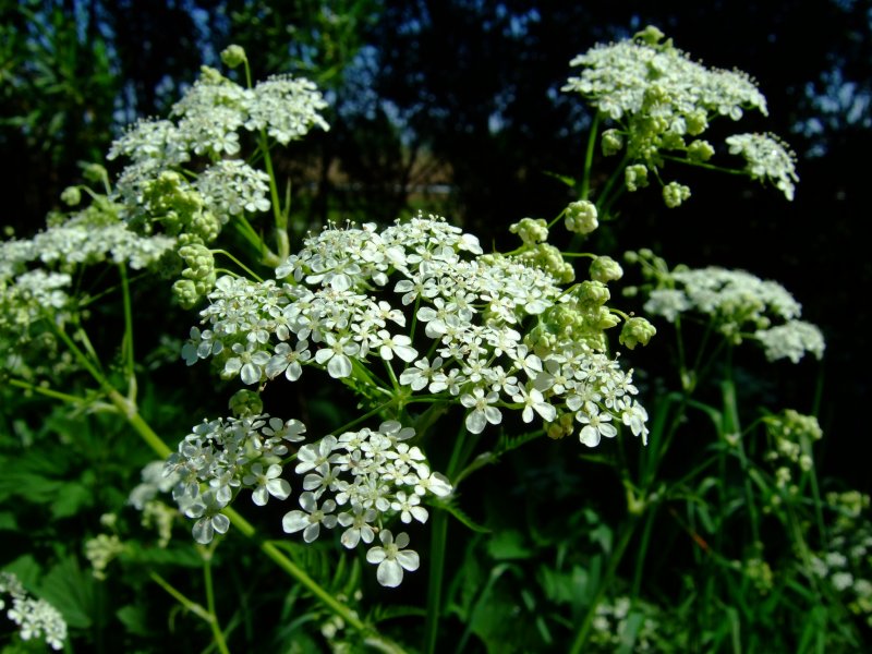 Кервель ажурный ( Anthriscus cerefolium)