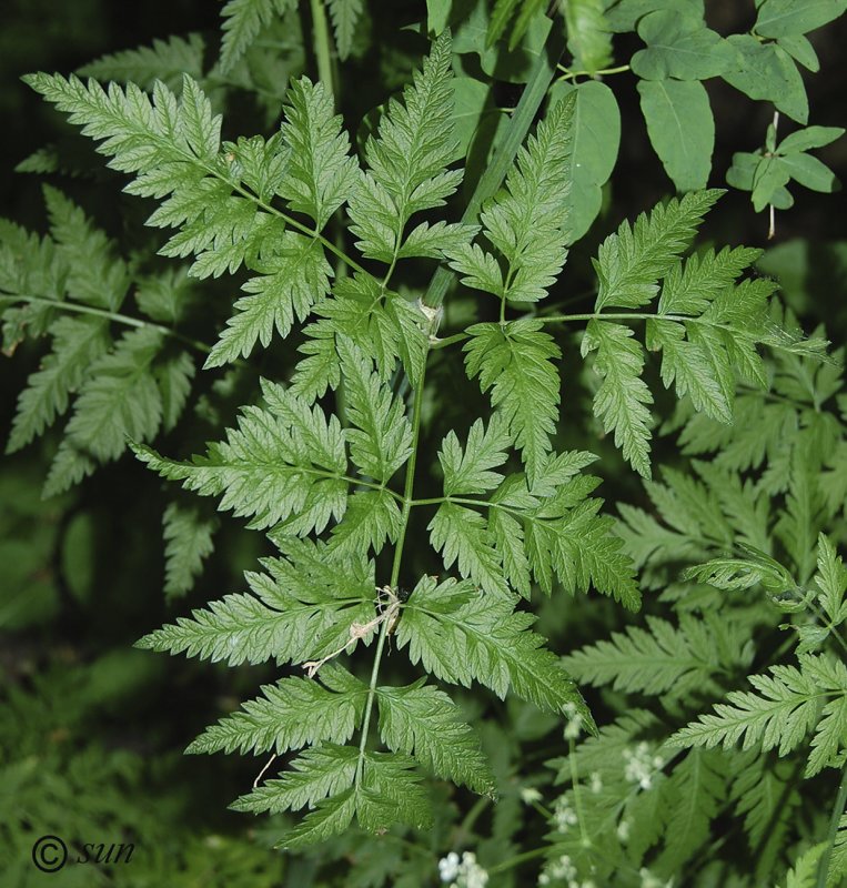 Кервель ажурный ( Anthriscus cerefolium)