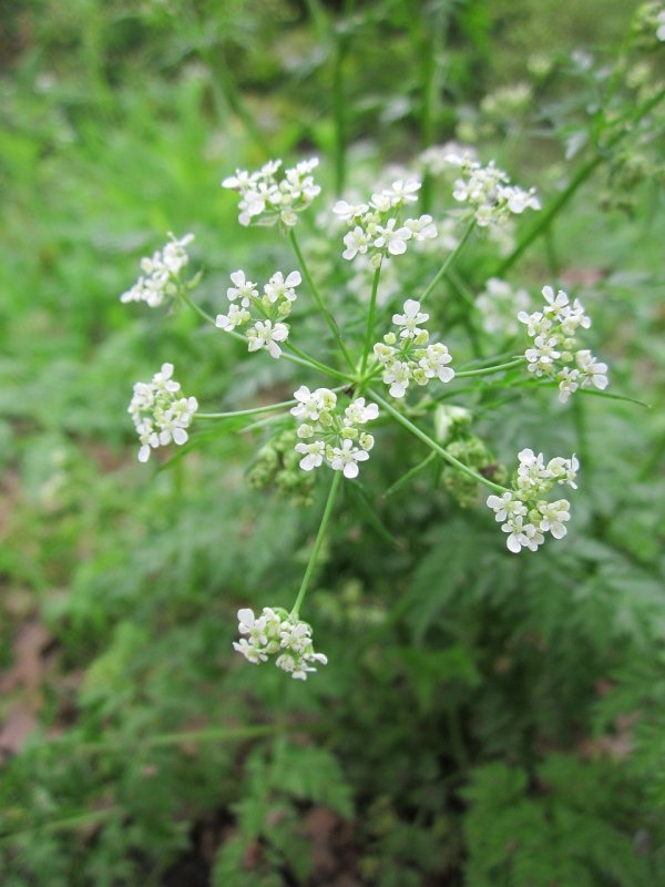 Купырь Лесной Anthriscus Sylvestris (l.) Hoffm.