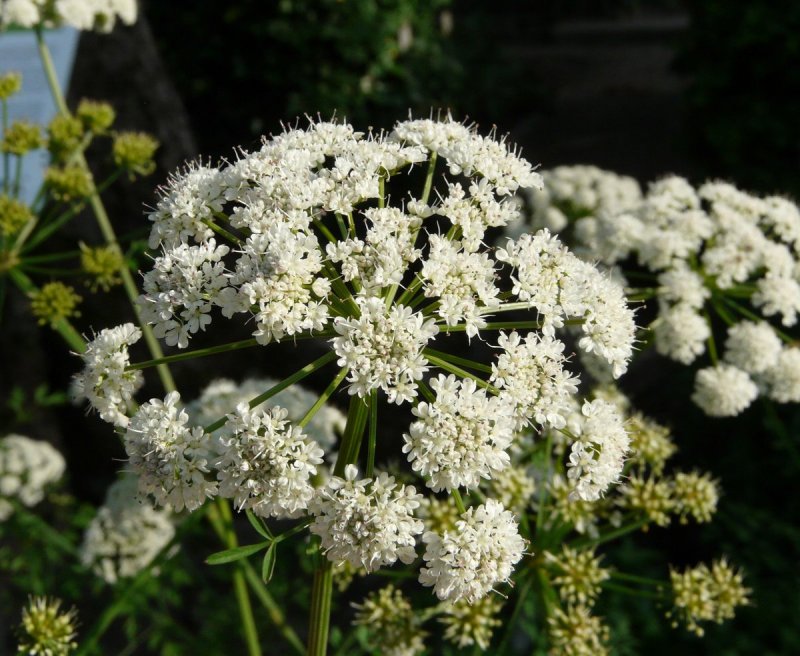 Oenanthe Омежник
