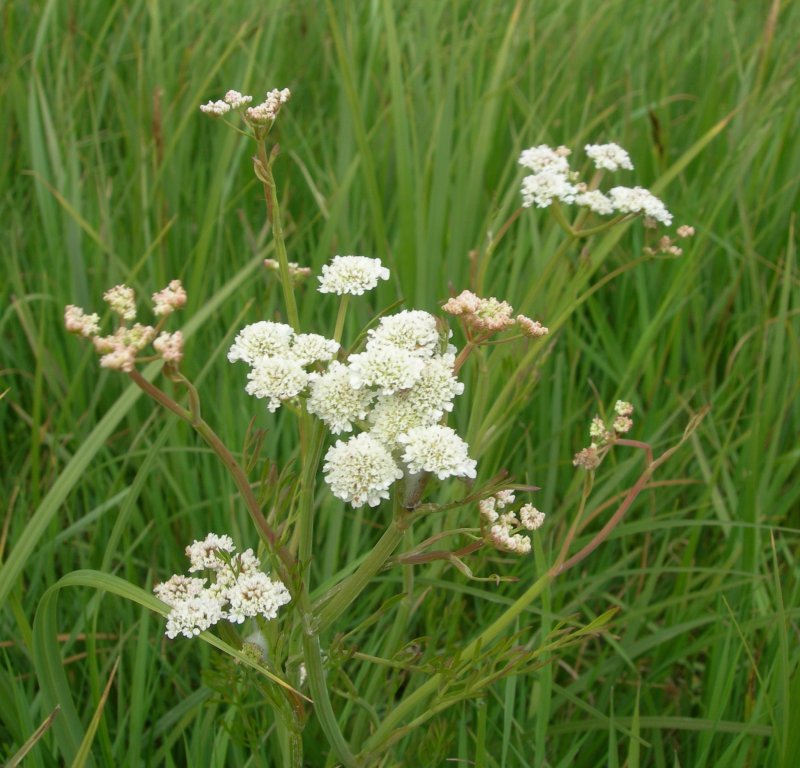 Oenanthe silaifolia
