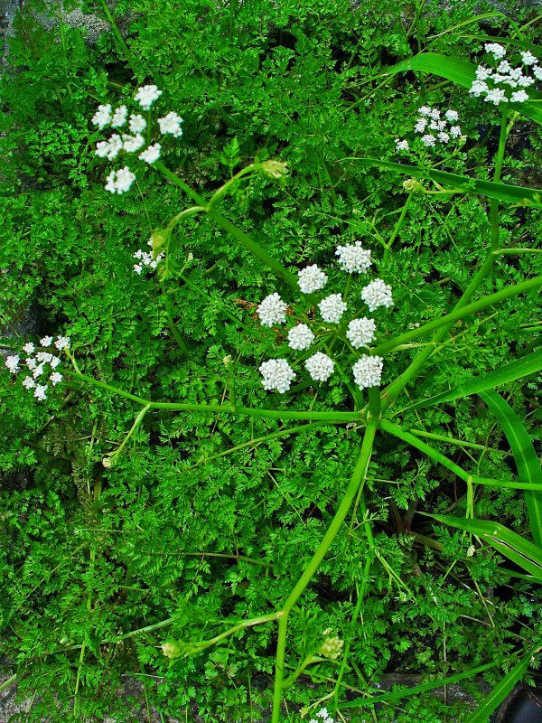 Oenanthe Омежник