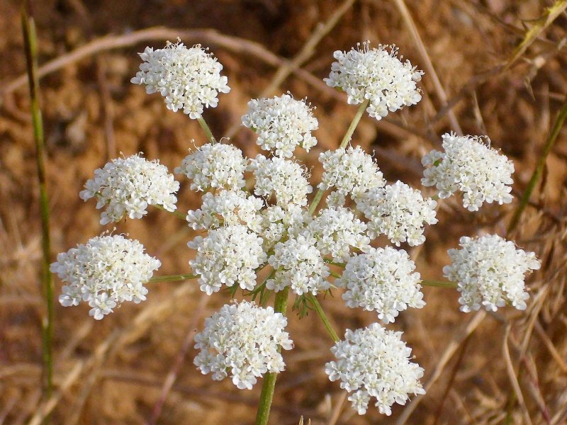 Oenanthe Омежник