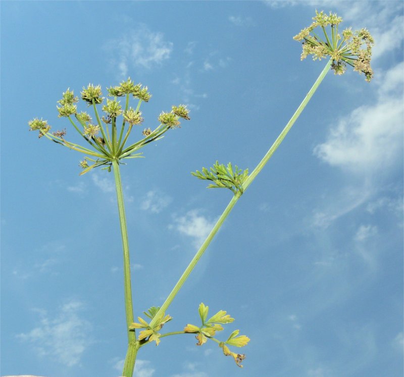 Oenanthe Aquatica