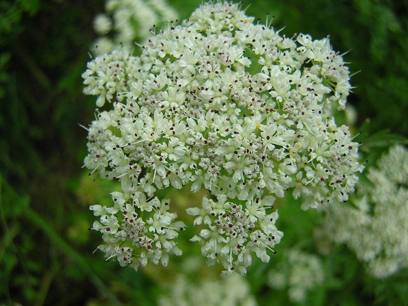 Oenanthe fistulosa 'Flamingo'
