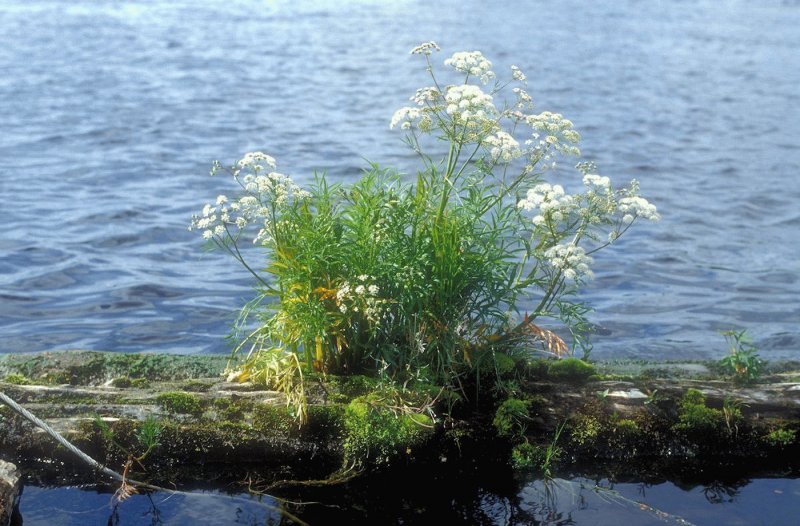 Oenanthe crocata
