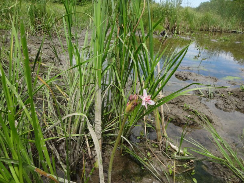 Oenanthe sarmentosa