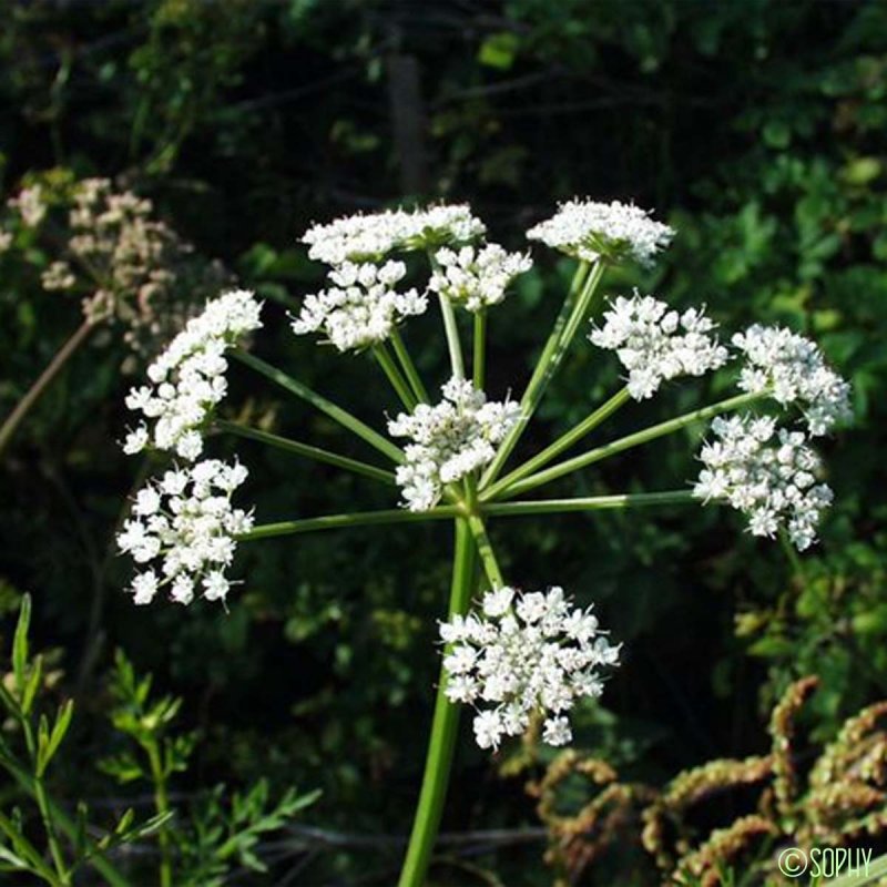 Oenanthe Омежник