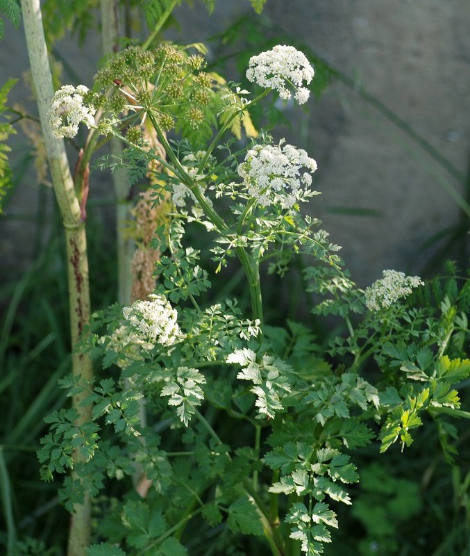 Oenanthe crocata