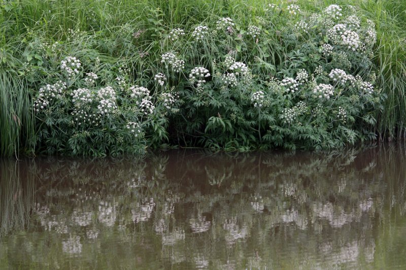 Cicuta virosa l. цикута ядовитая