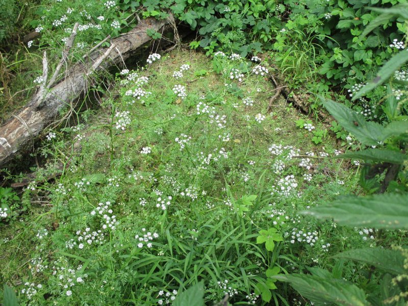 Oenanthe pimpinelloides