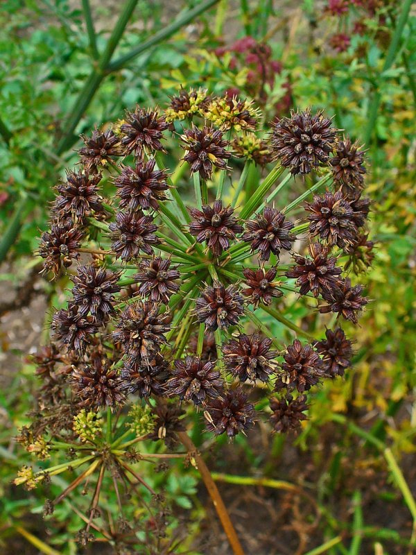 Oenanthe crocata