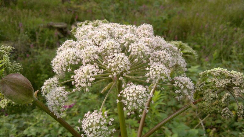 Тысячелистник обыкновенный (Achillea millefolium)